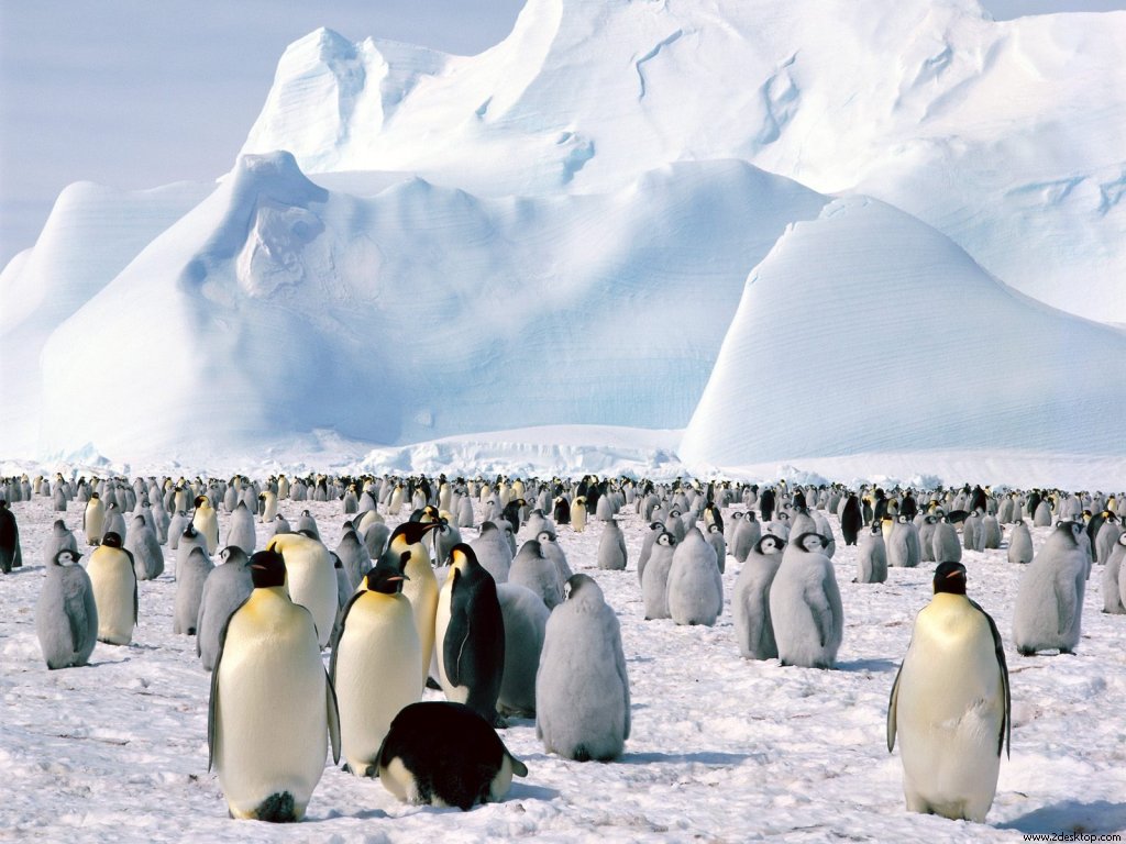 Emperor_Penguins