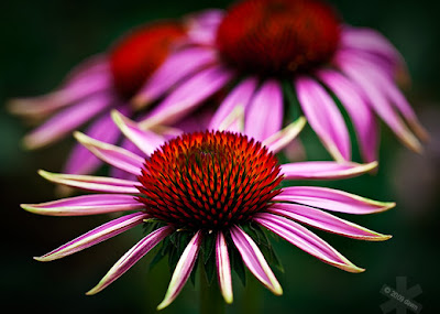 Beautiful Flowers