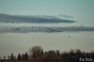 Migration