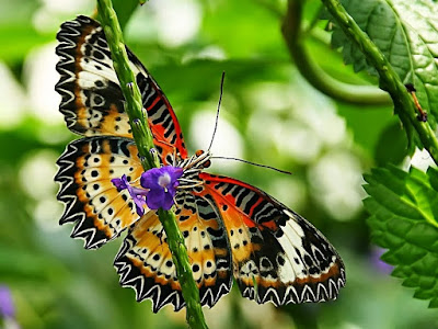 BUTTERFLY HD WALLPAPER 33