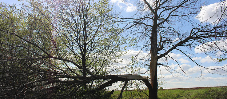 Split tree trunk after severe weather