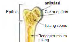 Bentuk Tulang Tulang Pipa Tulang Pendek Tulang Pipih 