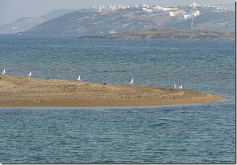 seagulls