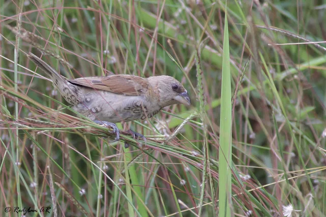 Scally-breasted Munia Sub-adult