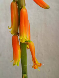 Aloevera flower