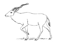 Antelope Printable Kids Coloring Pages