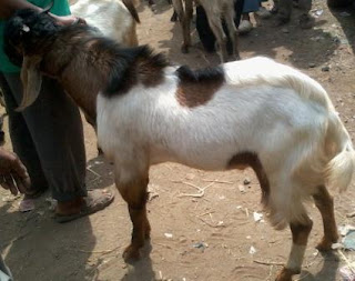 KARAKTERISTIK KAMBING JAWARANDU ATAU BLIGON