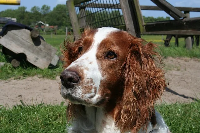 Giống chó Welsh Springer Spaniel