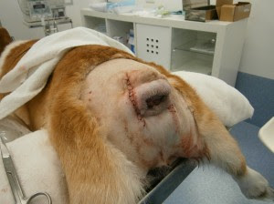 tratamento de cirurgia em cães