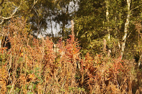 Autumn woodland and Norfolk countryside