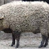 Mangalitsa, Si Babi Unik Yang Berbulu Domba