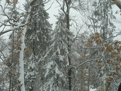 Same trees, new snow, new picture 