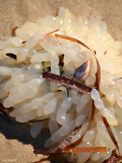 beach eggs