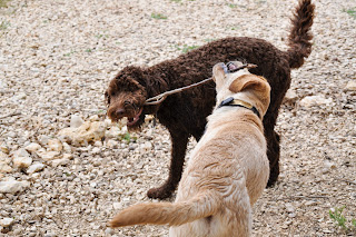 Bob and Alfie sharing a stick, they are facing each other and walking forward so it made bob's head flip funny so it is almost twisted and upside down