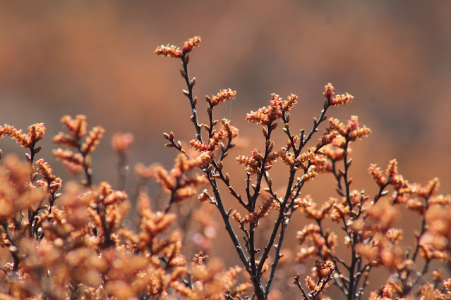 Bog Myrtle