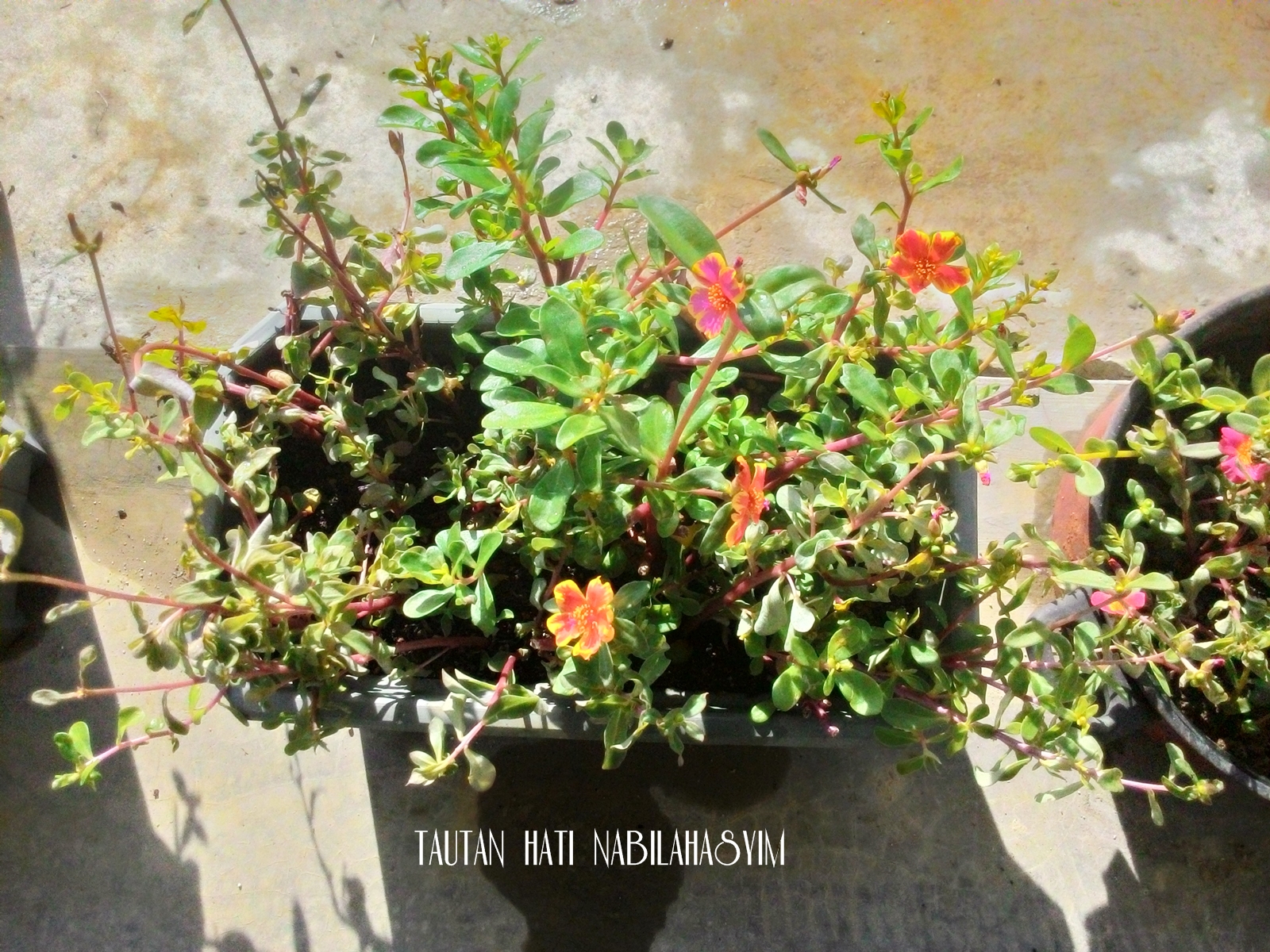 Tautan Hati NabilaHasyim TAMAN BUNGA Bunga Ros Jepun 