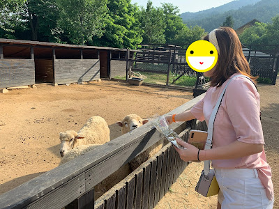 평창 켄싱턴호텔 평창 양때목장
