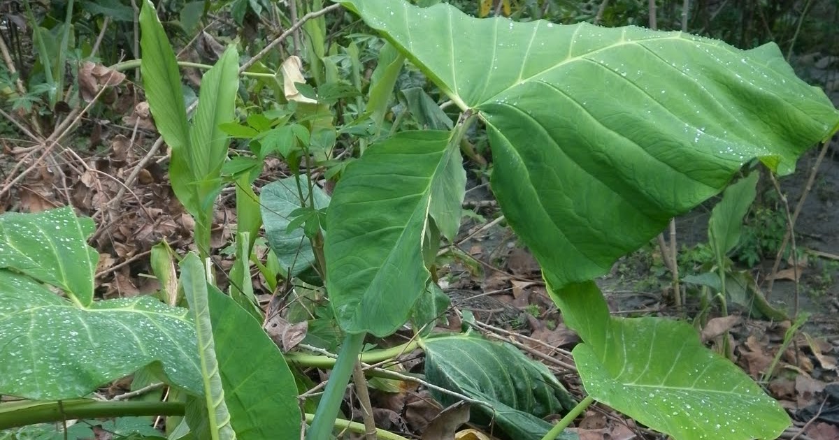 Tanaman Obat Keluarga Back to Nature Manfaat Tanaman Tanaman Obat Keluarga Back to Nature Manfaat Tanaman