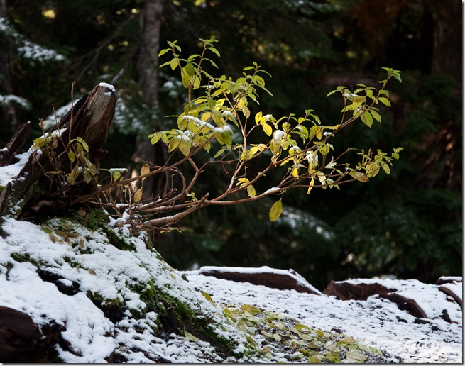 Snow Lake-41