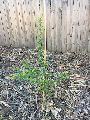 Plum Tree Grown from Seed