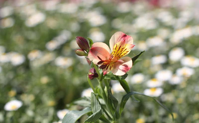 Peruvian Lily Flowers Pictures