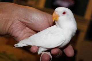 Slikovni rezultat za albino fischer lovebird information