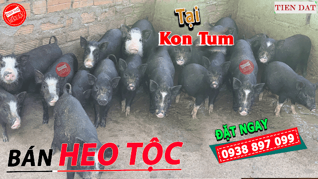 Địa chỉ bán heo tộc, heo đen, heo mọi, heo đồng bào tại Kon Tum giá rẻ uy tín giá tốt