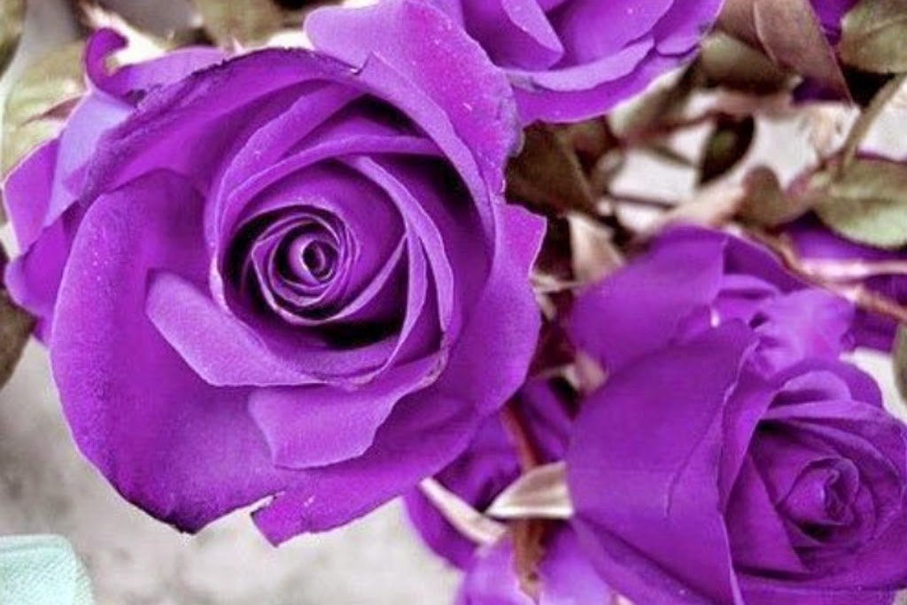 10 Gambar Bunga  Warna  Purple Ungu  Violet Gambar Top 10