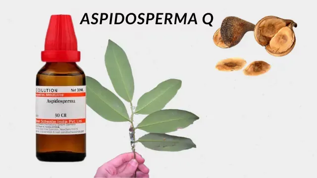 ASPIDOSPERMA Q 30