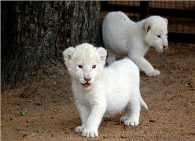 White Lion Cubs Together