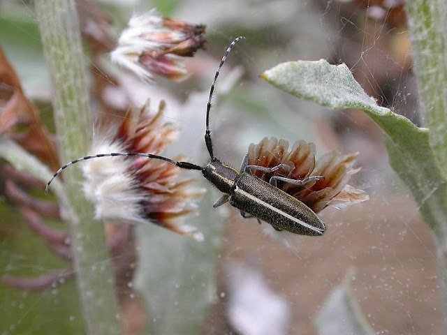 Agapanthia suturalis