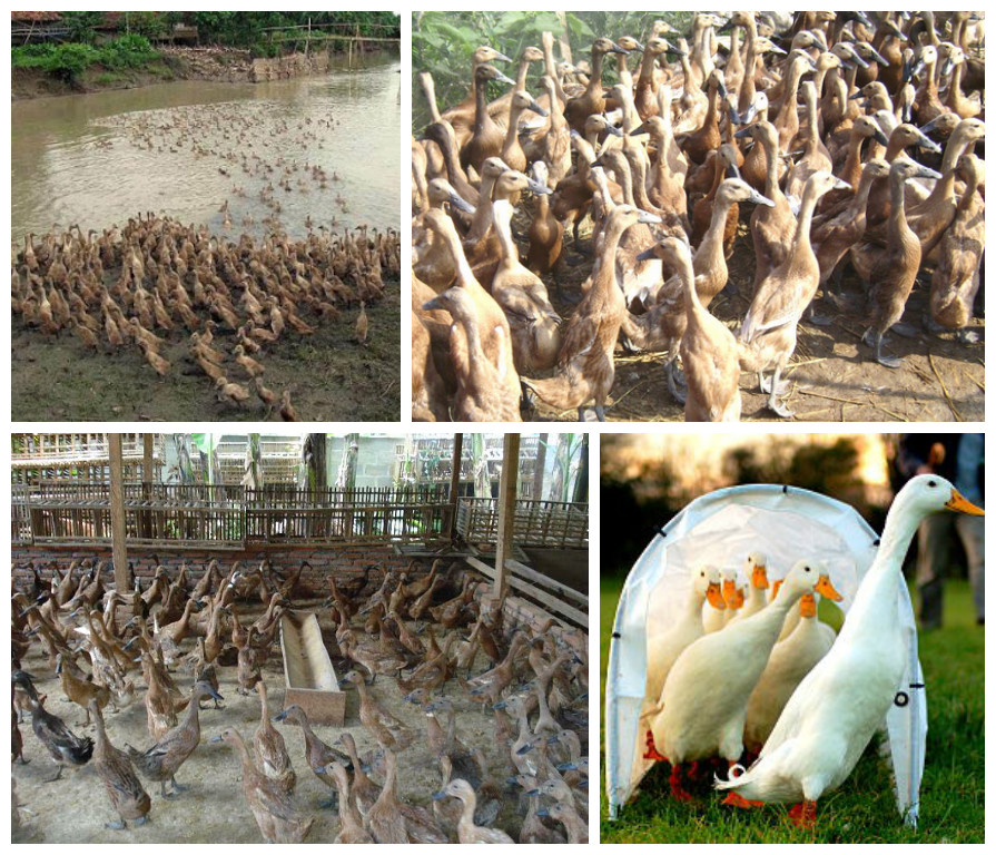 Cara Membuat pakan Fermentasi bebek petelur Mudah dan murah pola HCS