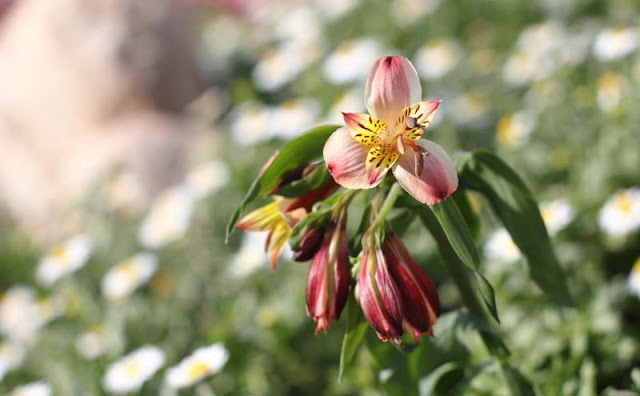 Peruvian Lily Flowers Pictures