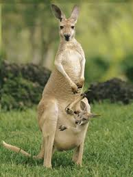 Kangaroo Stock Photos & Pictures