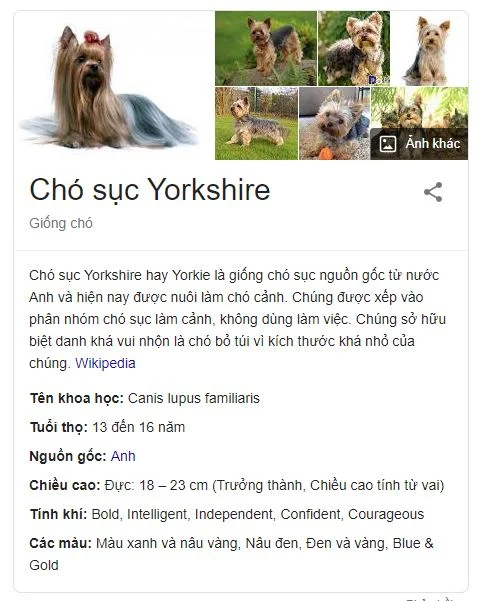 Chó sục Yorkshire