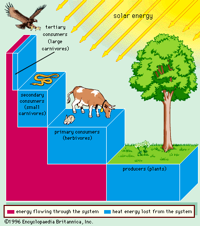 food chain worksheet. Food Chain/Food Web Brainstorm