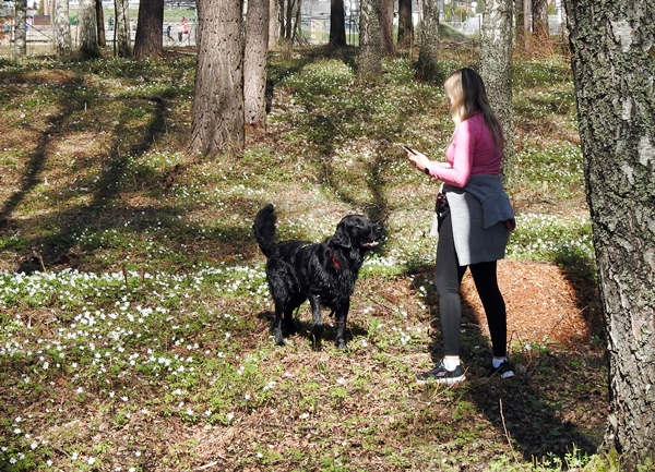 schjongslund flat coated retriever