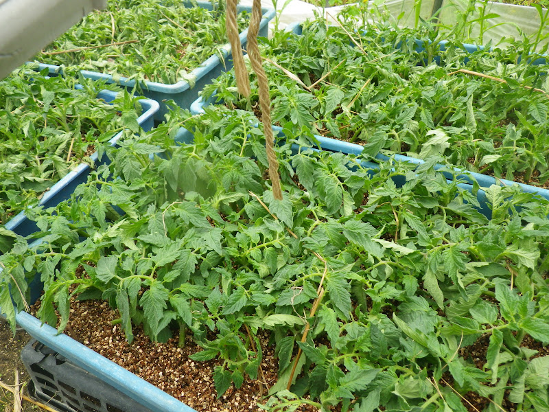 宇野農園 トマトの挿し木