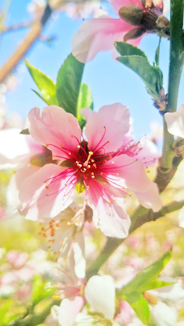 spring flowers under Coronavirus Peach blossoms, lilac blossoms, begonia