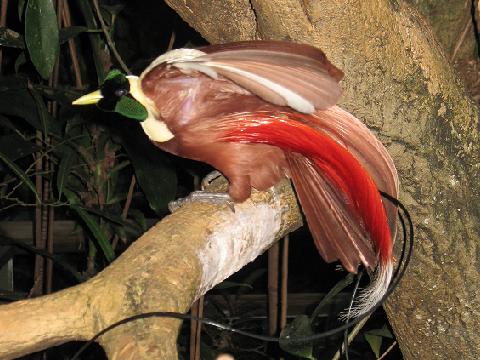 Planet Burung  7 Burung  Eksotis di Indonesia