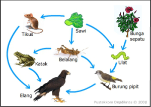 Pengertian Rantai Makanan  dan Jaring Jaring Makanan  Serta 