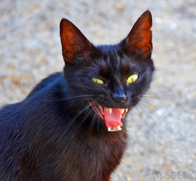  Banyak orang suka dengan kehadiran kucing yang lucu Inilah Cara Alami Mengusir & Mencegah Kucing Liar Masuk Rumah