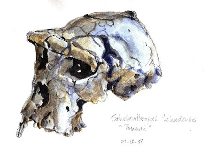 Sahelanthropus tchadensis