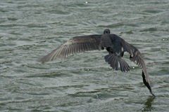 Cormorant in Flight