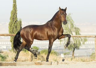 imagen de un caballo briosos