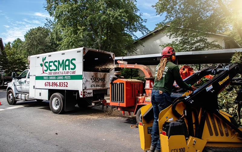 Reasons Why You Should Remove Your Tree