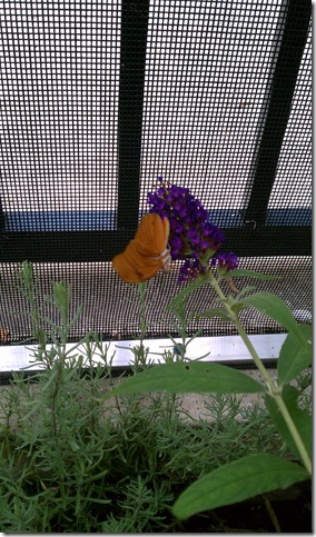 IMAG0175
