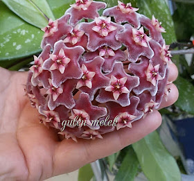 Hoya pubicalyx (royal hawaiian purple)