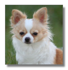 Chihuahua Long Coated Dog Breed Pictures