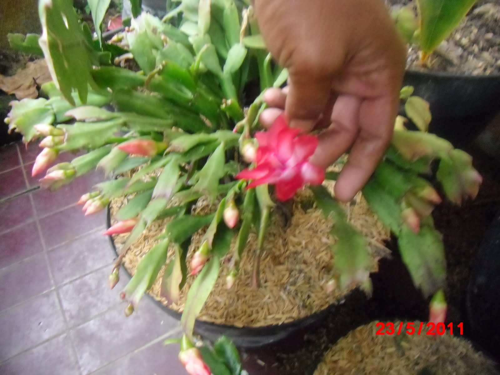 20 Foto Bunga  Wijaya  Kusuma  Merah  Galeri Bunga  HD